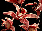 MEGHALAYA: Orchid - Diego Alonso - 2000