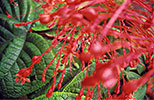 MEGHALAYA: Red - Diego Alonso - 1999