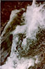 MEGHALAYA: Elephant - Diego Alonso - 1997