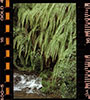 MEGHALAYA: Elephant Falls - Diego Alonso - 1997